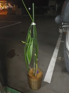 千葉県松戸市で植木の処分を承rました。